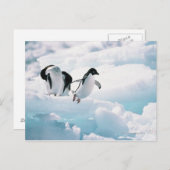 Adelie Pinguine (pygoscelis adeliae) Antarktis Postkarte (Vorne/Hinten)