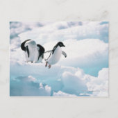 Adelie Pinguine (pygoscelis adeliae) Antarktis Postkarte (Vorderseite)
