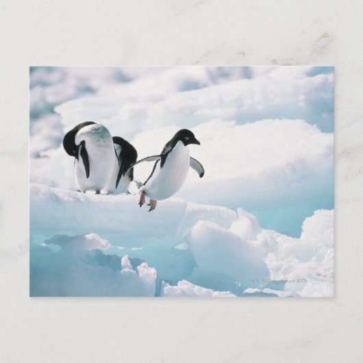 Adelie Pinguine (pygoscelis adeliae) Antarktis Postkarte (Vorderseite)
