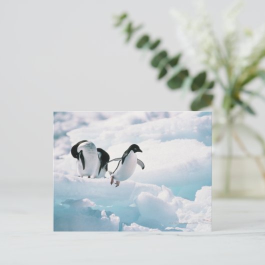 Adelie Pinguine (pygoscelis adeliae) Antarktis Postkarte (Stehend Vorderseite)