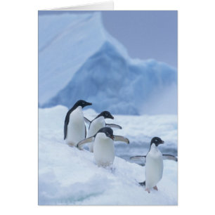 Adelie-Pinguine (Pygoscelis adeliae) auf Eis,