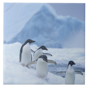 Adelie-Pinguine (Pygoscelis adeliae) auf Eis, Fliese