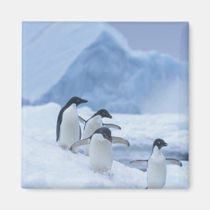 Adelie-Pinguine (Pygoscelis adeliae) auf Eis, Magnet