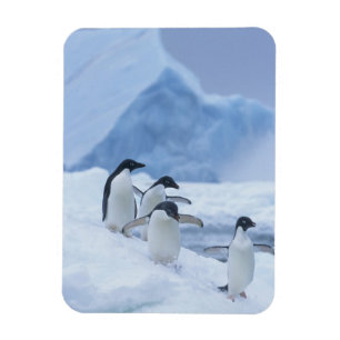 Adelie-Pinguine (Pygoscelis adeliae) auf Eis, Magnet