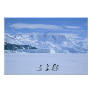 Adelie-Pinguine, Pygoscelis adeliae), Fotodruck