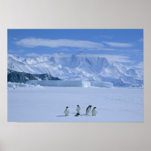 Adelie-Pinguine, Pygoscelis adeliae), Poster