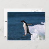 Adelie Pinguine springen von einem Eisberg Postkarte (Vorne/Hinten)
