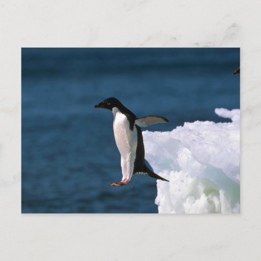 Adelie Pinguine springen von einem Eisberg Postkarte (Vorderseite)