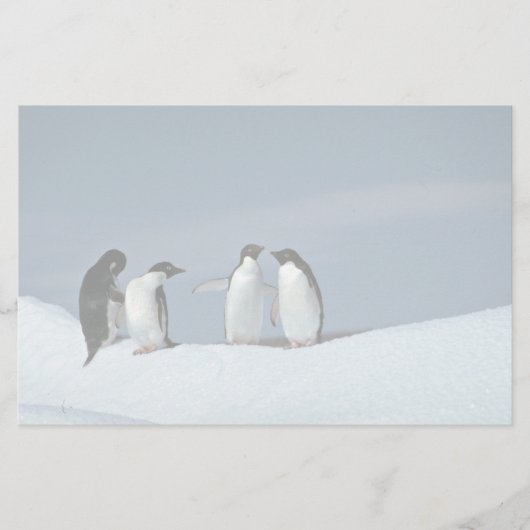 Adelite Pinguine, die Antarktis Briefpapier (Vorderseite)