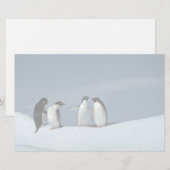 Adelite Pinguine, die Antarktis Briefpapier (Vorne/Hinten)