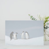 Adelite Pinguine, die Antarktis Briefpapier (Stehend Vorderseite)