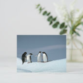 Adelitepinguine, Antarktis Postkarte (Stehend Vorderseite)