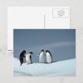 Adelitepinguine, Antarktis Postkarte (Vorne/Hinten)