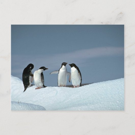 Adelitepinguine, Antarktis Postkarte (Vorderseite)