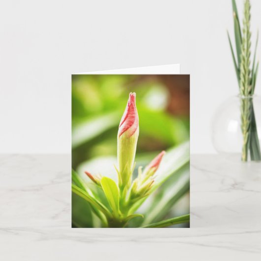 Adenium Notecard Dankeskarte (Vorderseite)