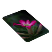 Adenium obesum magnet (Rechte Seite)