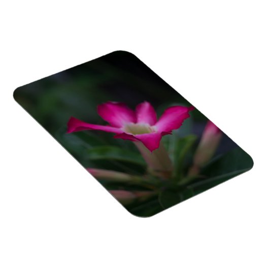 Adenium obesum magnet (Rechte Seite)
