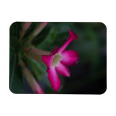 Adenium obesum magnet (Horizontal)