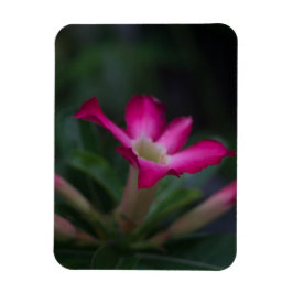 Adenium obesum magnet