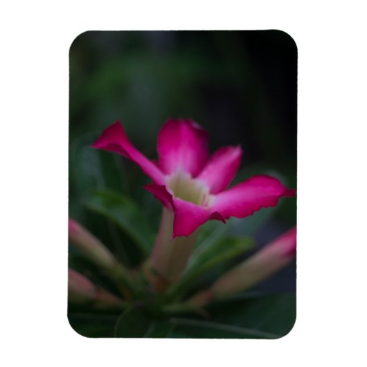Adenium obesum magnet (Vertikal)