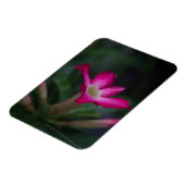Adenium obesum magnet (Linke Seite)