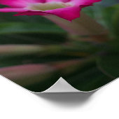 Adenium obesum poster (Ecke)