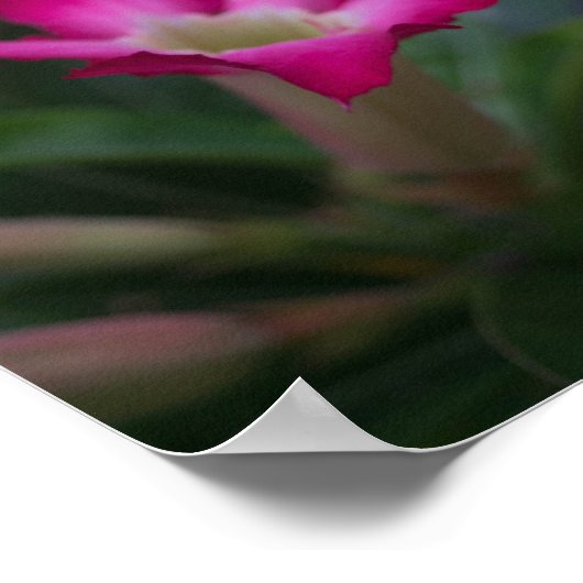 Adenium obesum poster (Ecke)
