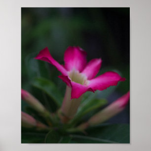 Adenium obesum poster