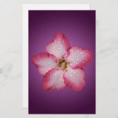 Adenium Pink Blume Flora Gradient Violett Briefpapier (Vorne/Hinten)