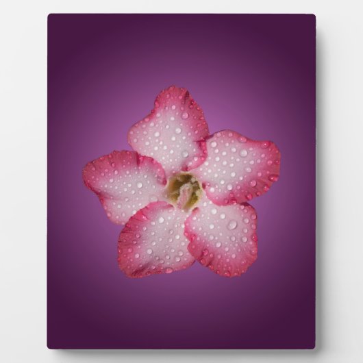 Adenium Pink Blume Flora Gradient Violett Fotoplatte (Vorderseite)