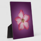 Adenium Pink Blume Flora Gradient Violett Fotoplatte (Seite)
