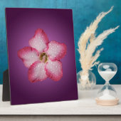 Adenium Pink Blume Flora Gradient Violett Fotoplatte (Seite)