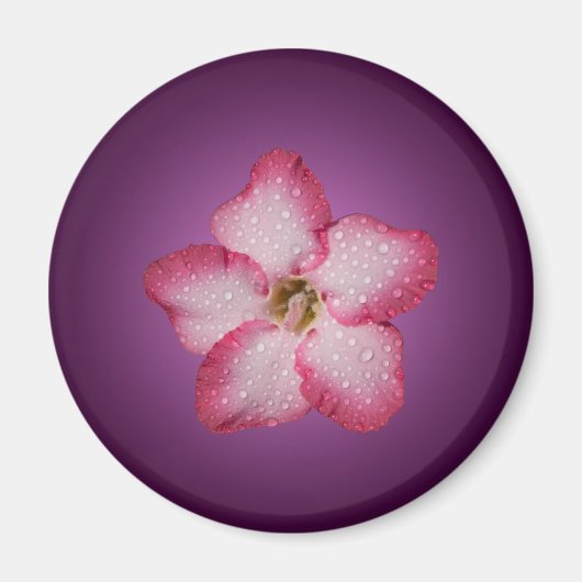 Adenium Pink Blume Flora Gradient Violett Magnet (Vorne)