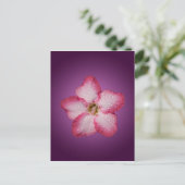 Adenium Pink Blume Flora Gradient Violett Postkarte (Stehend Vorderseite)