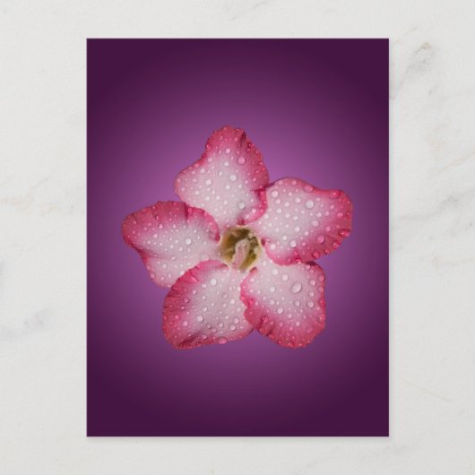 Adenium Pink Blume Flora Gradient Violett Postkarte (Vorderseite)