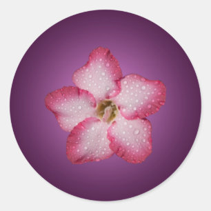 Adenium Pink Blume Flora Gradient Violett Runder Aufkleber