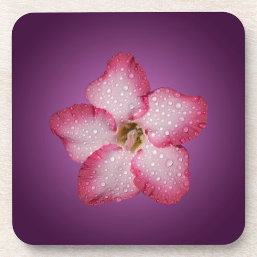 Adenium Pink Blume Flora Gradient Violett Untersetzer (Vorderseite)