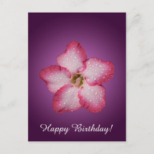Adenium Rosa Blüten Flora Gradient Violett Postkarte