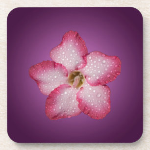 Adenium Rosa Blüten Flora Gradient Violett Untersetzer