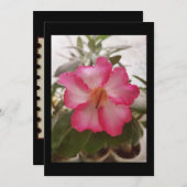 Adenium rosa weiße Blume Blütengraden Einladung (Vorne/Hinten)