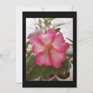 Adenium rosa weiße Blume Blütengraden Einladung