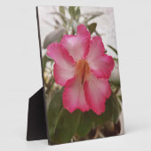 Adenium rosa weiße Blume Blütengraden Fotoplatte (Seite)