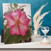 Adenium rosa weiße Blume Blütengraden Fotoplatte (Seite)