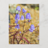 Adenophora takedae [Postkarte] ポ ス ト ド Postkarte (Vorderseite)