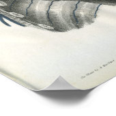 Adern der Brustanatomie Poster (Ecke)