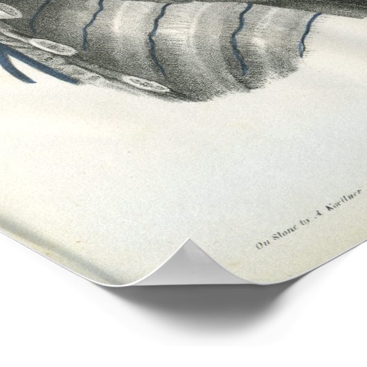 Adern der Brustanatomie Poster (Ecke)