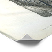 Adern der inneren Anatomie des Abdomens Druck Poster (Ecke)