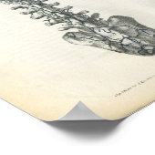 Adern der Wirbelsäule Druck Poster (Ecke)