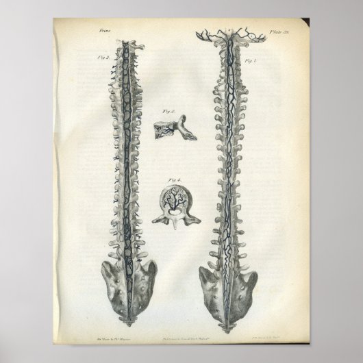 Adern der Wirbelsäule Druck Poster (Vorne)