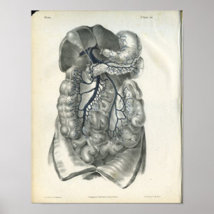 Adern des Abdominal- Organ-Anatomie-Druckes Poster